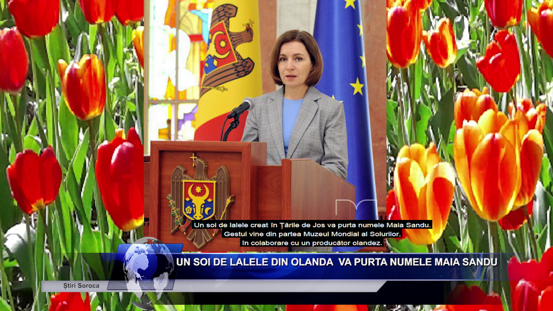 Un soi de lalele din Olanda  va purta numele Maia Sandu